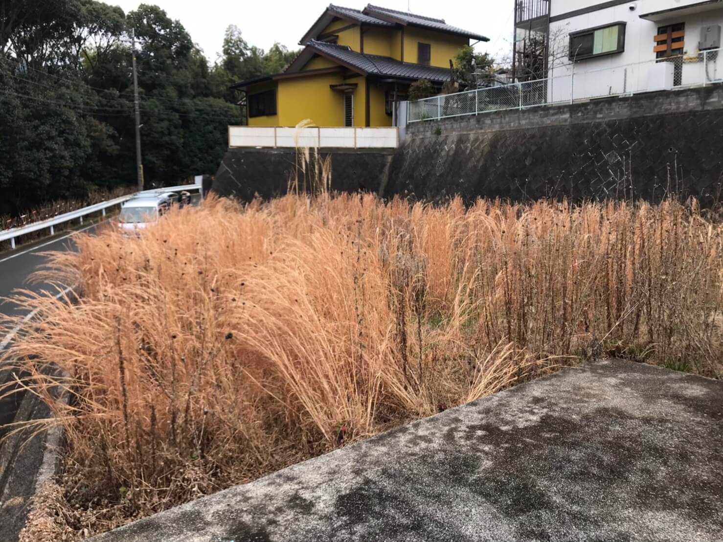 こちらが着手前の現場の状況です。１ｍを超える雑草が鬱蒼と茂ってしまっています。